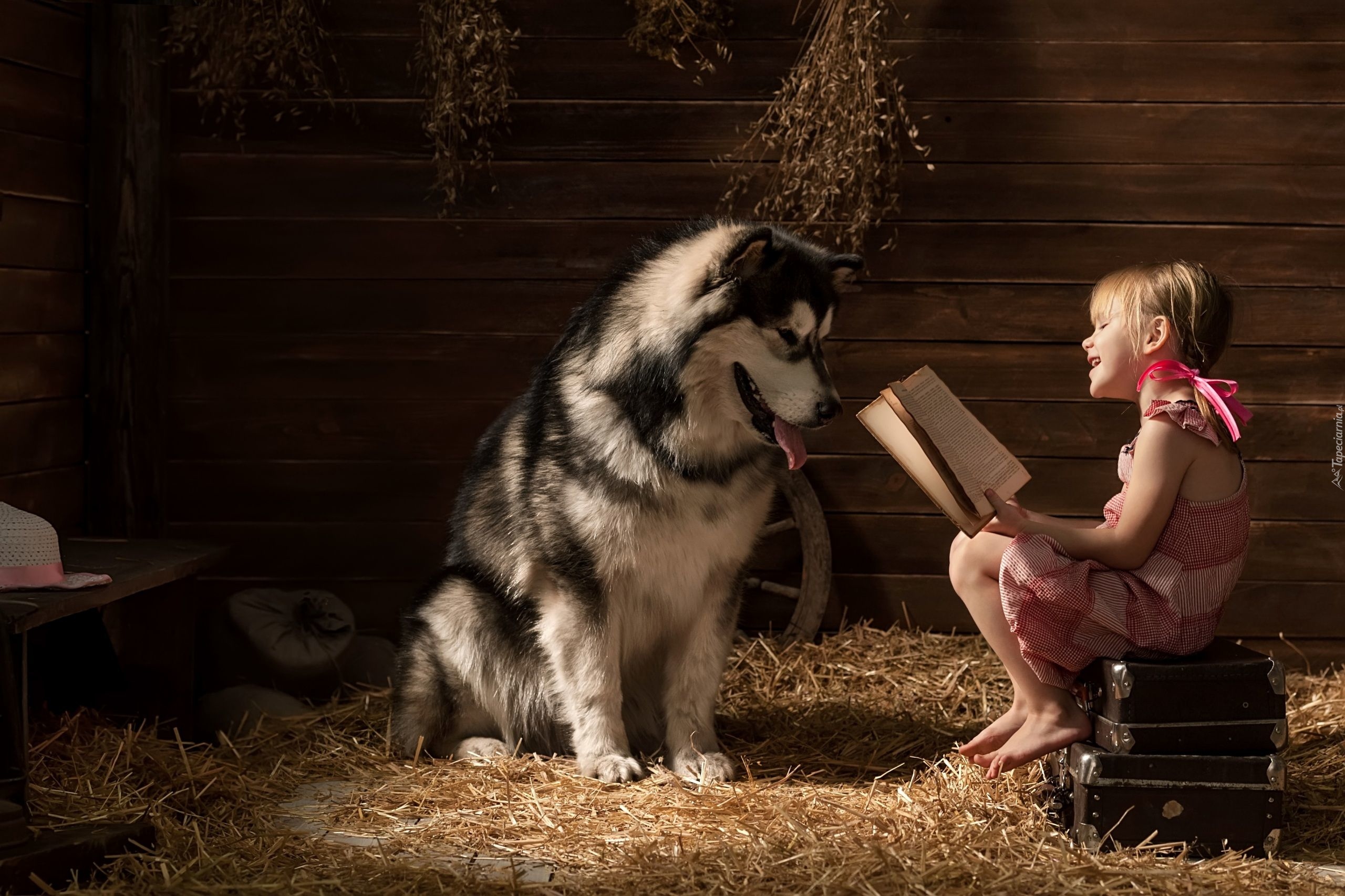 Pies, Alaskan Malamute, Dziewczynka, Książka