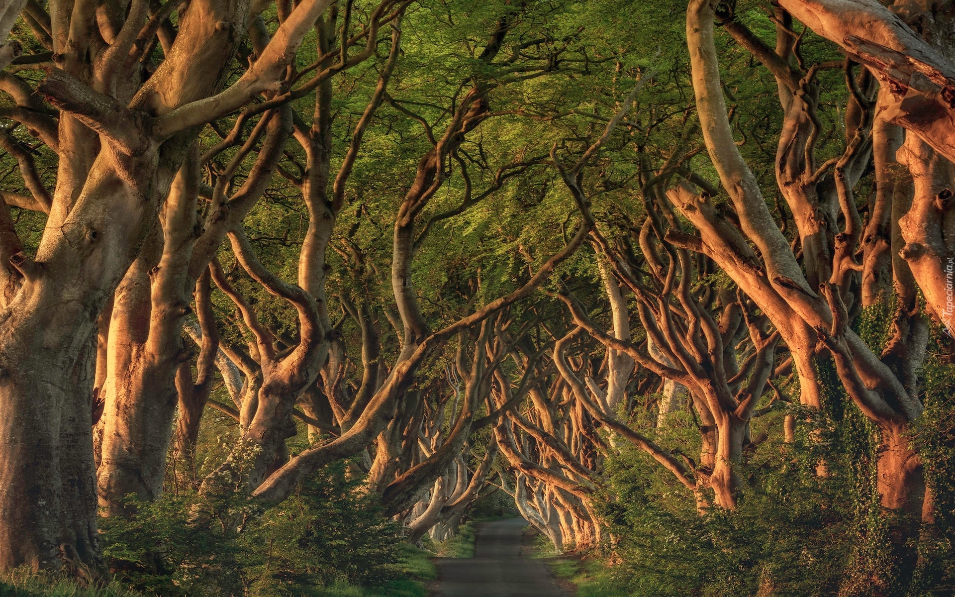 Droga, Aleja bukowa, Dark Hedges, Drzewa, Buki, Hrabstwo Antrim, Irlandia Północna