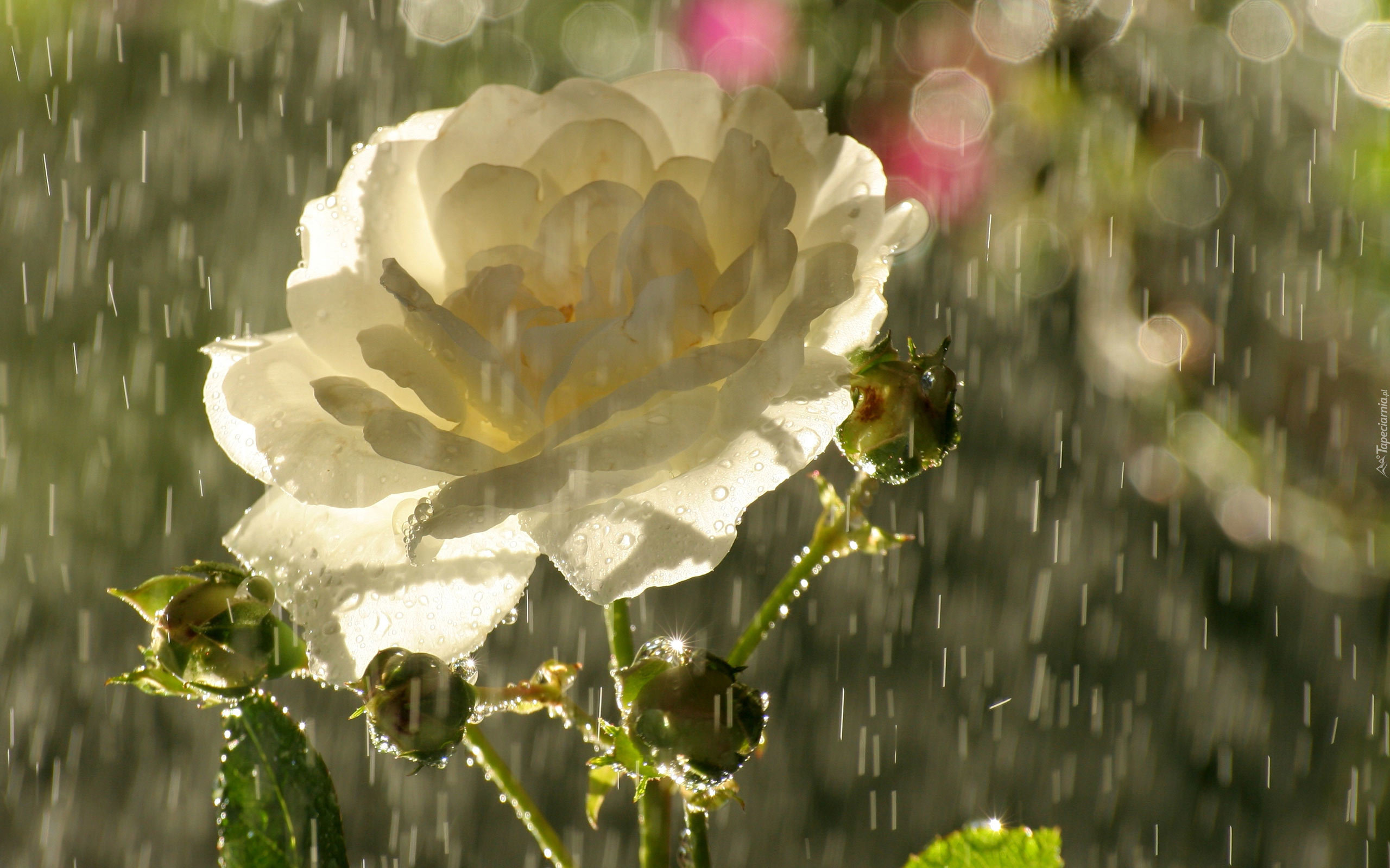 Biała, Róża, Deszcz