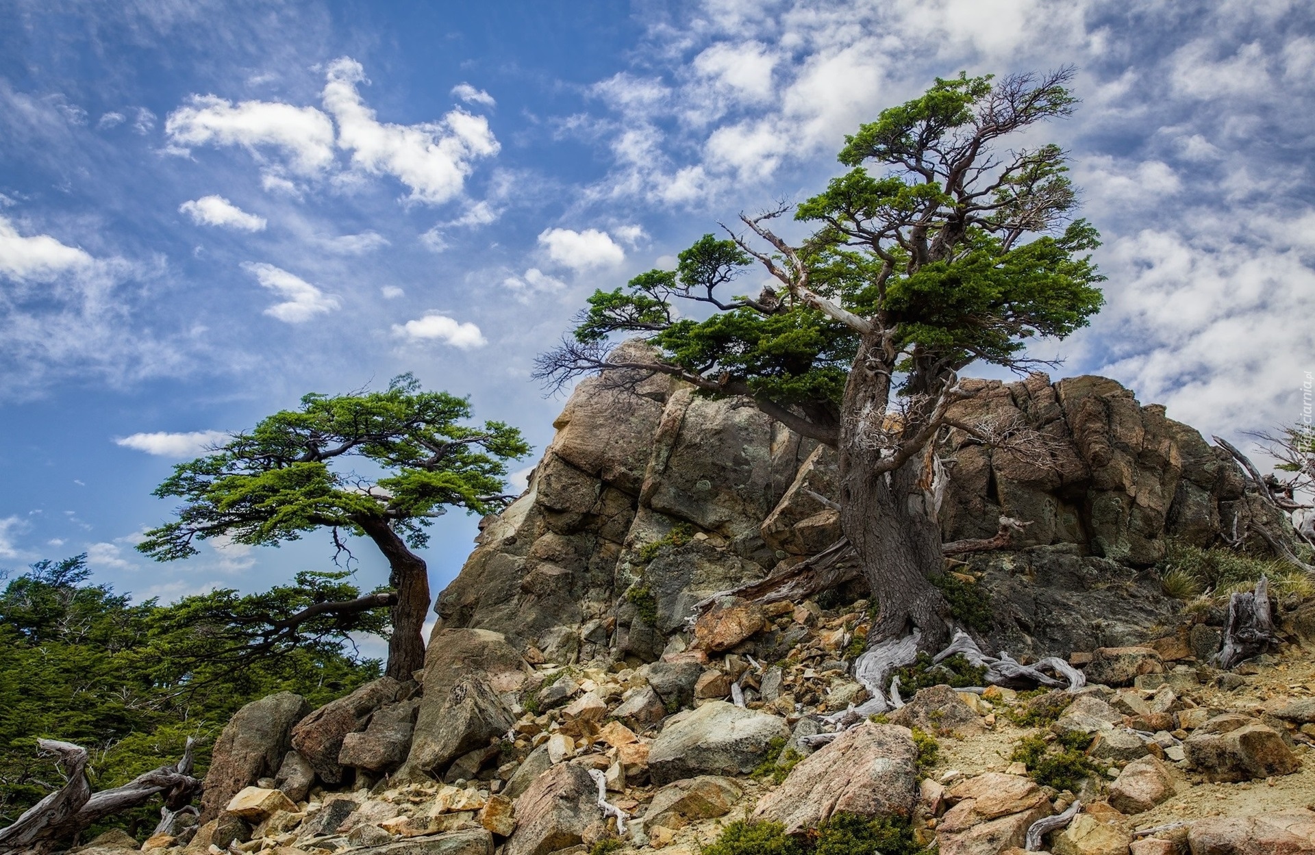 Деревья растущие на скалах