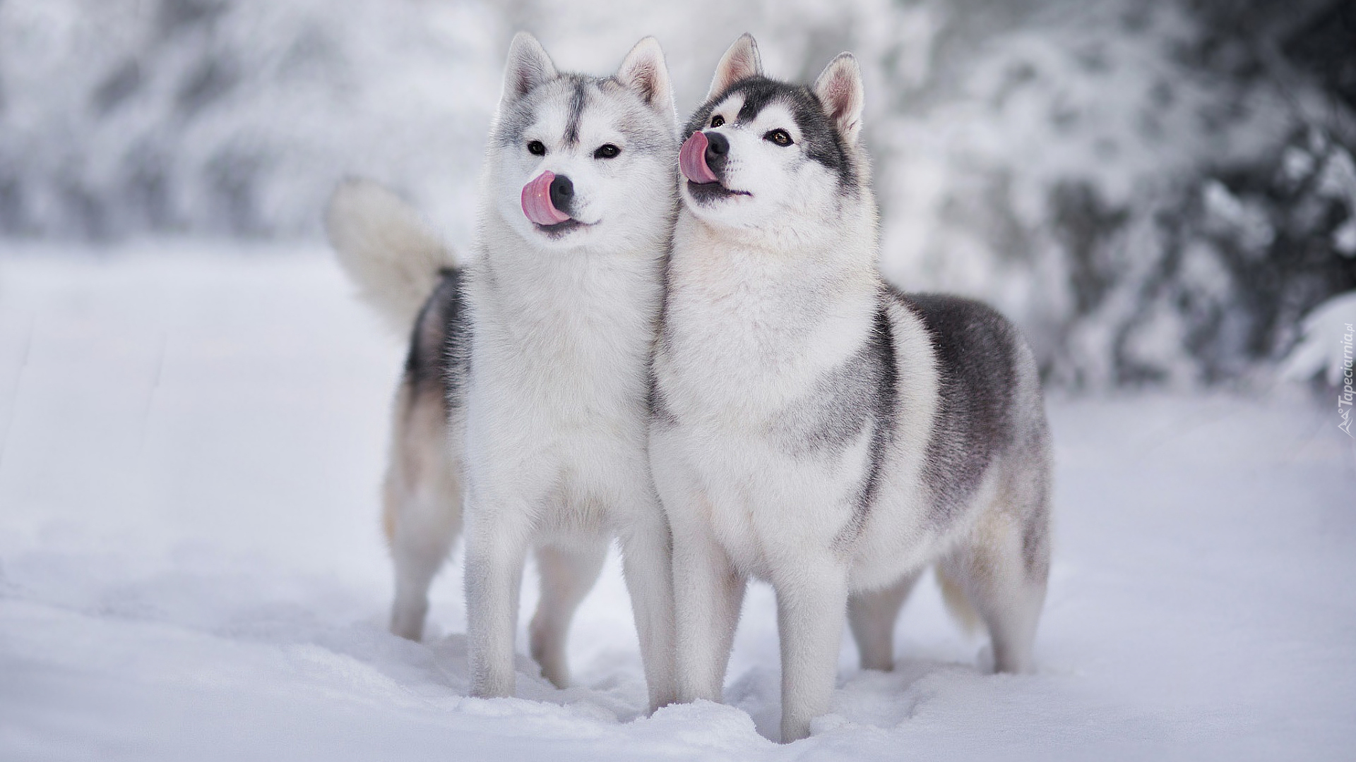 Dwa, Psy, Siberian husky, Zima, Śnieg