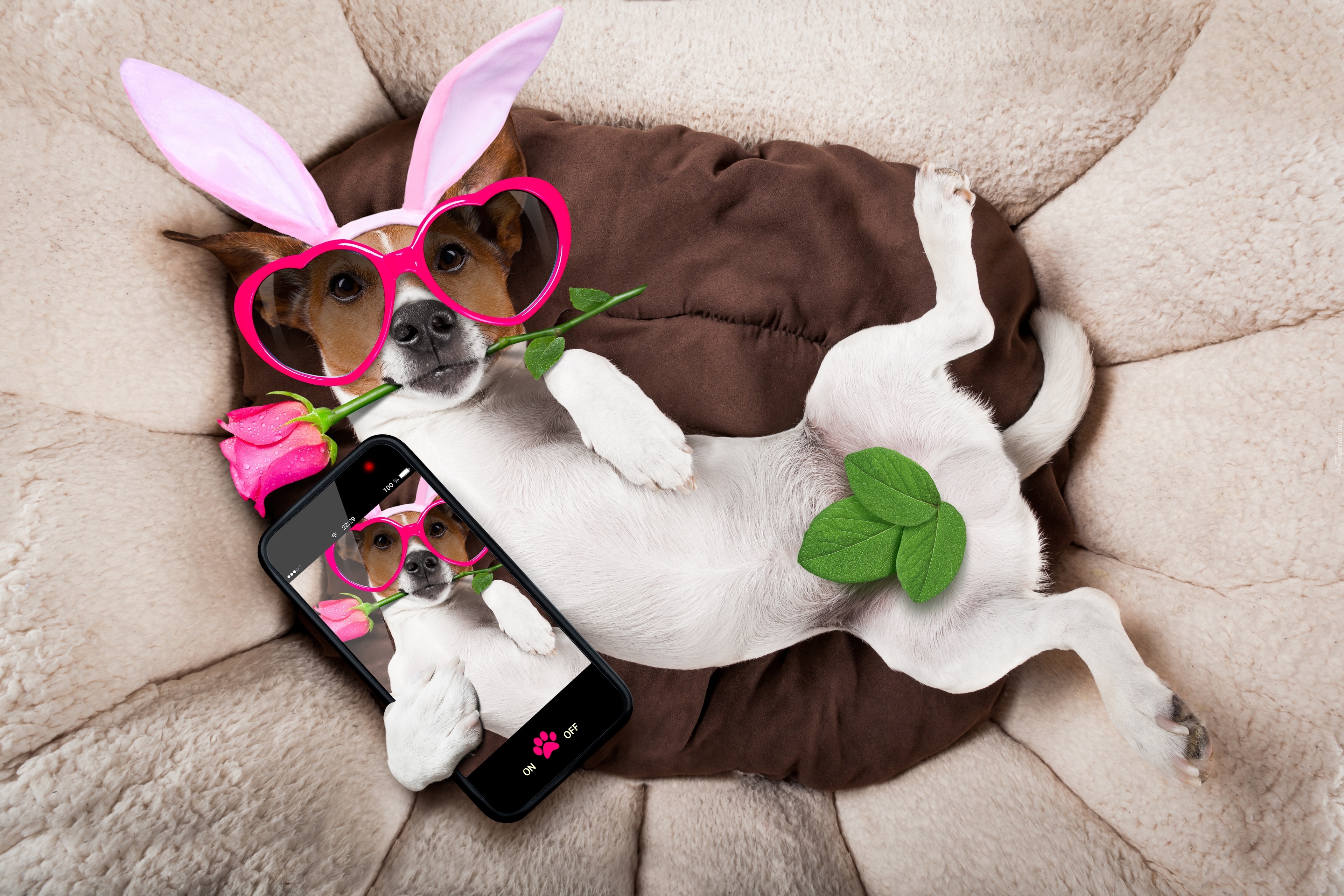 Śmieszny, Pies, Jack russell terrier, Okulary, Róża, Telefon, Selfie