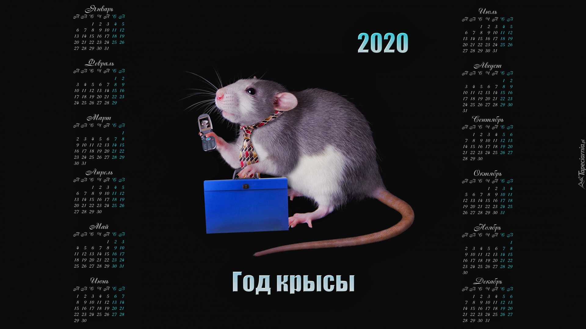 Kalendarz, 2020, Szczur, Krawat, Telefon, Teczka