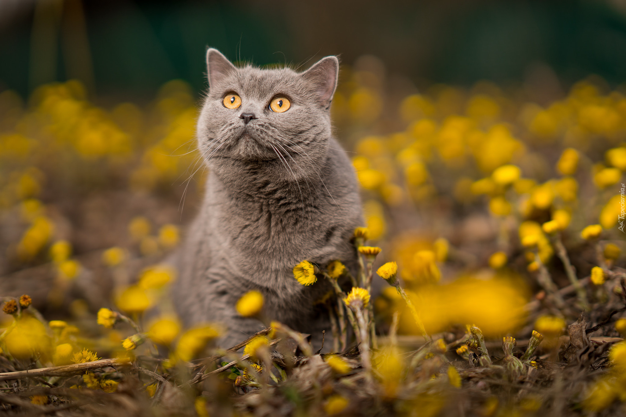 Kot brytyjski krótkowłosy, Żółte, Kwiatki