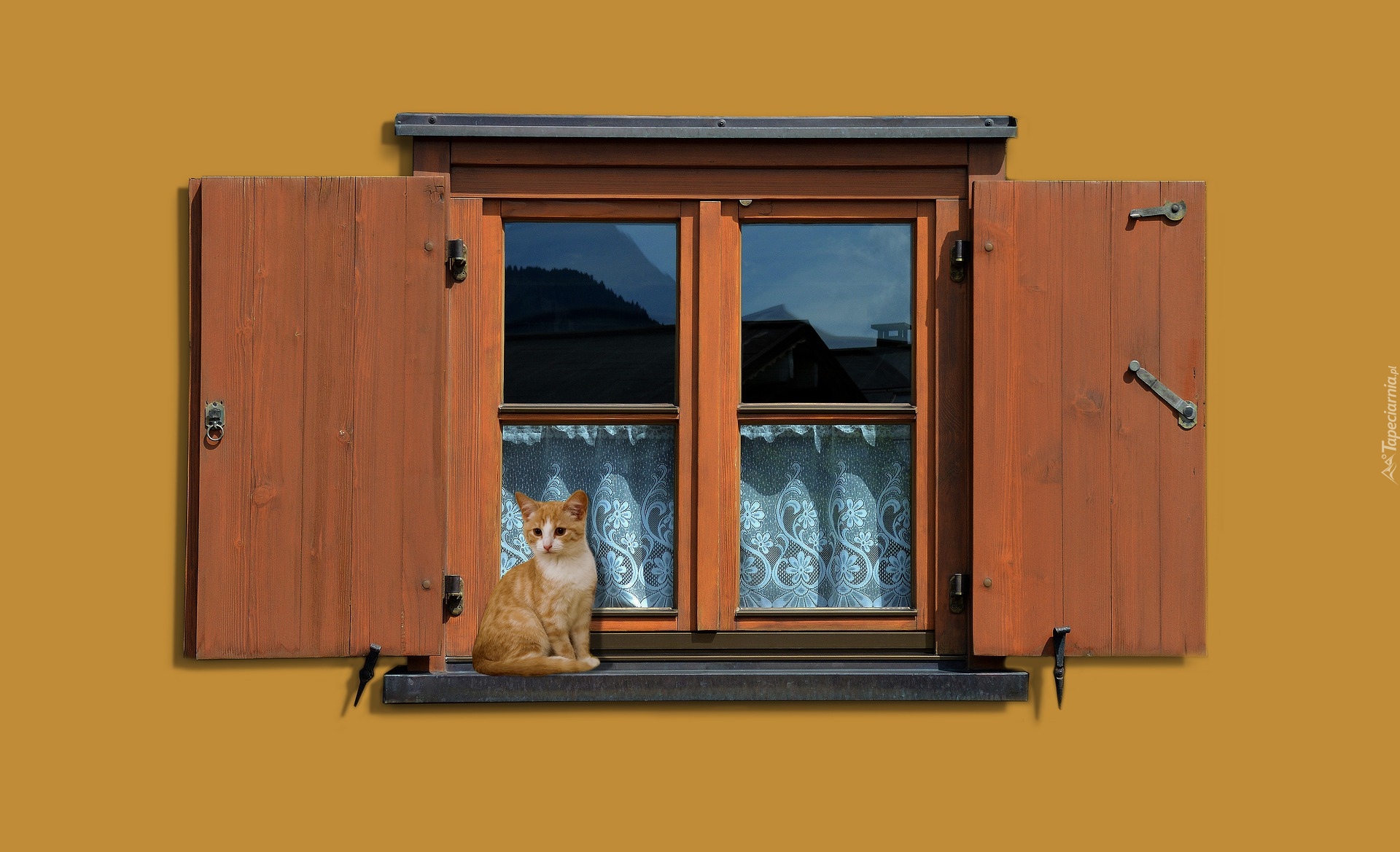Siedzący, Kot, Okno, Dom