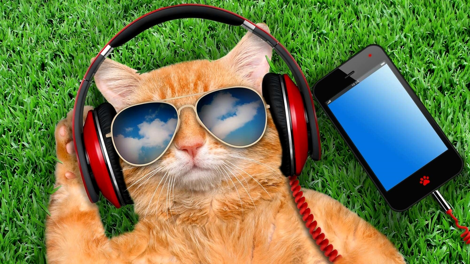 Kot, Słuchawki, Okulary, Telefon, Trawa, Śmieszne