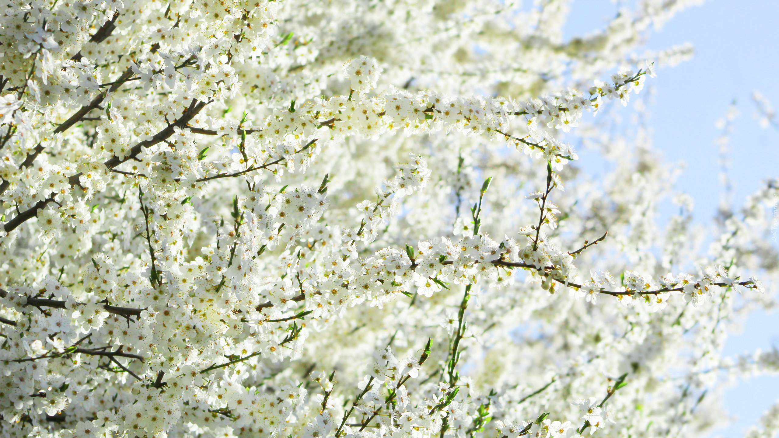 Kwitnące, Drzewo owocowe, Białe, Kwiaty