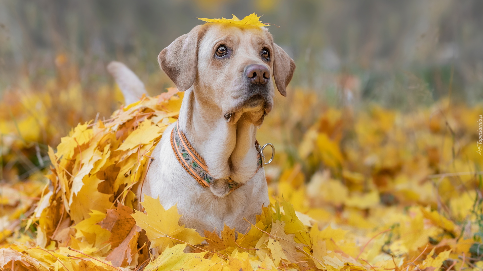 Pies, Labrador retriever, Żółte, Liście