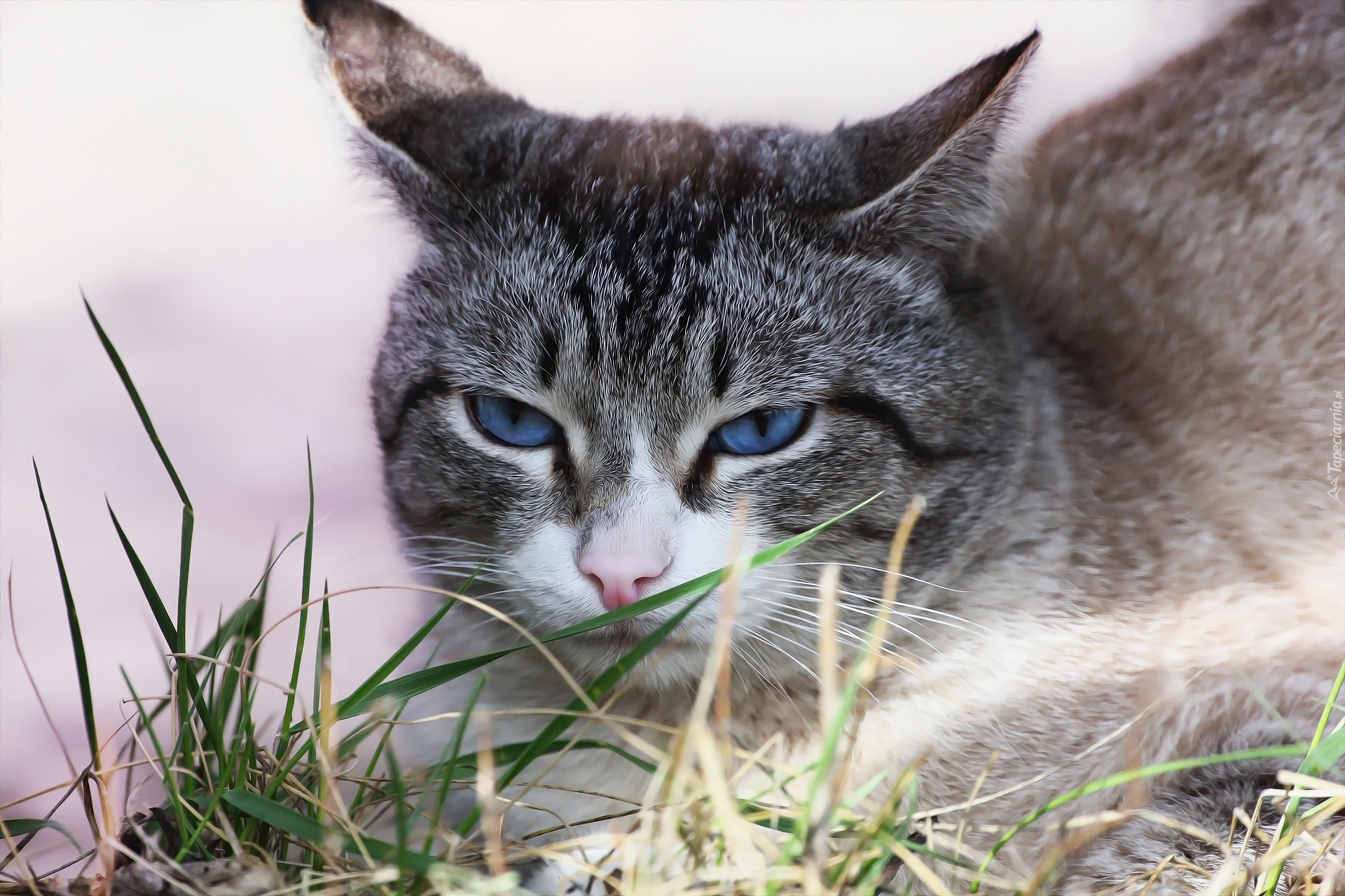 Kot, Niebieskie, Oczy, Spojrzenie, Źdźbła, Trawy