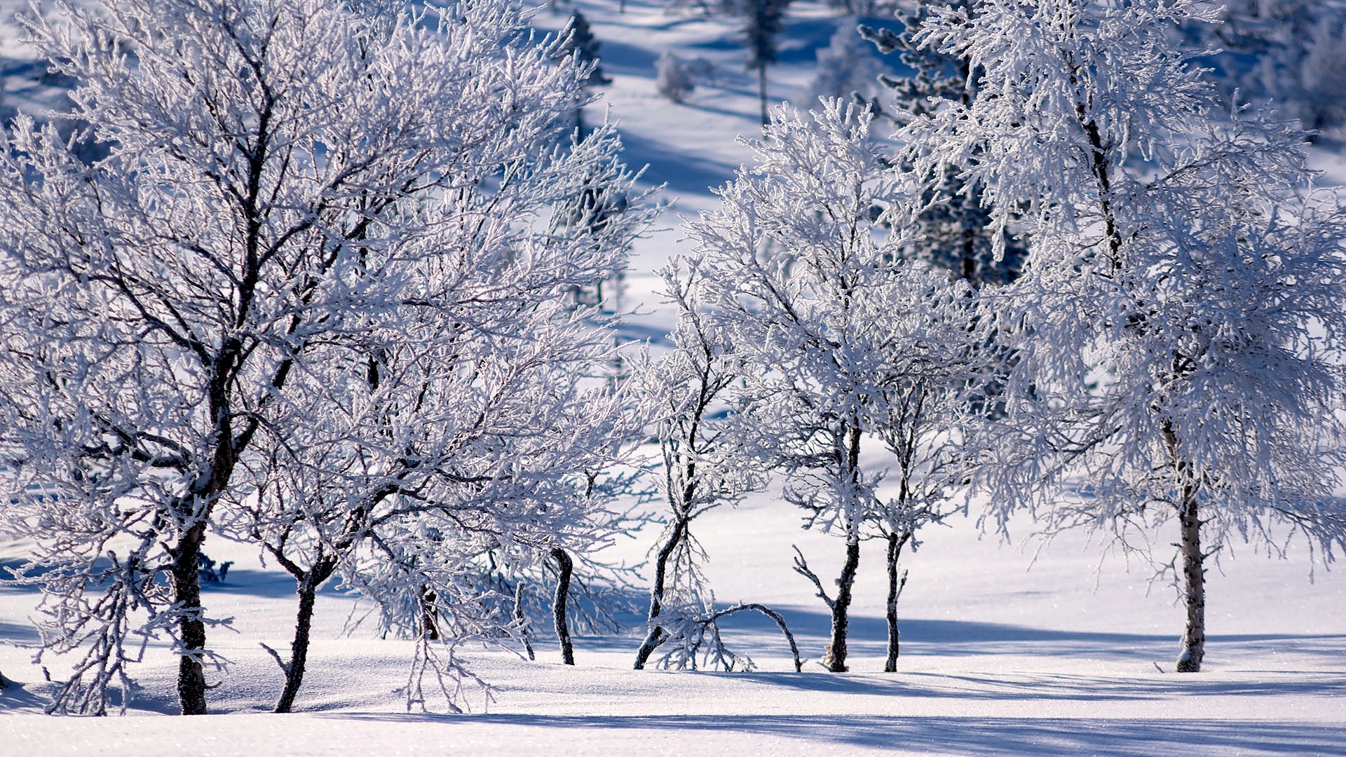 Zima, Ośnieżone, Gałęzie, Drzewa, Śnieg