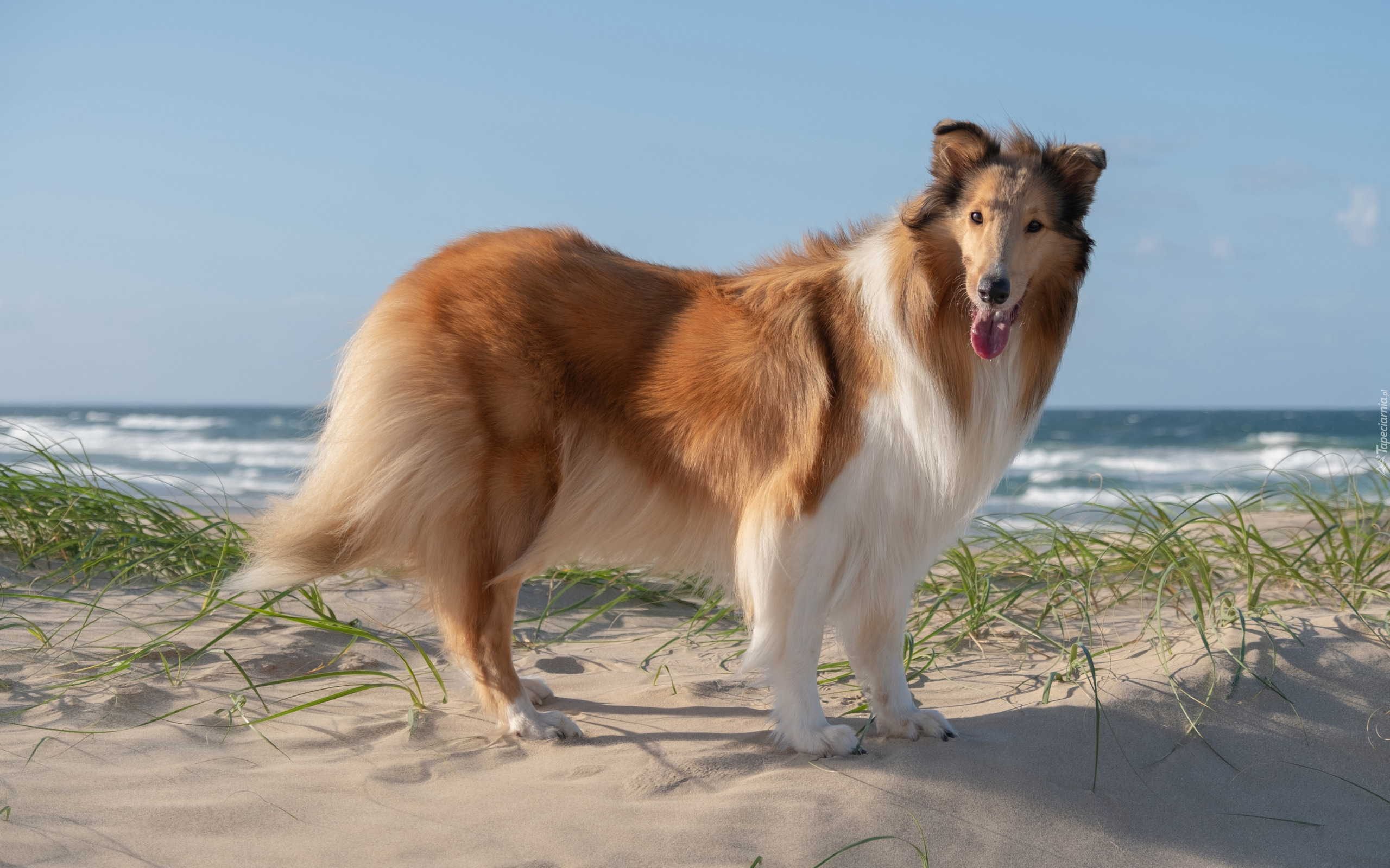 Pies, Owczarek szkocki długowłosy, Plaża