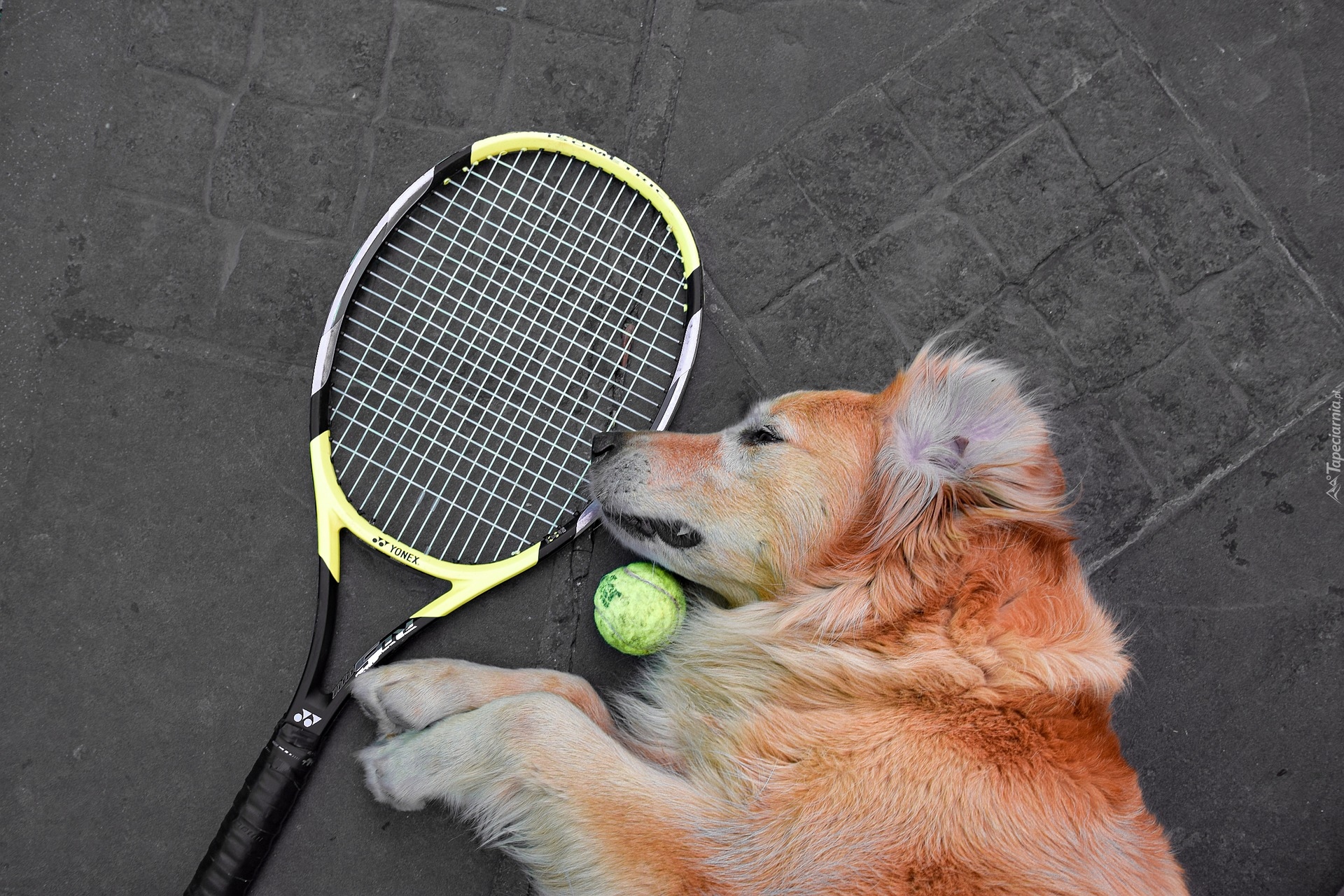 Rakieta tenisowa, Piłka, Pies