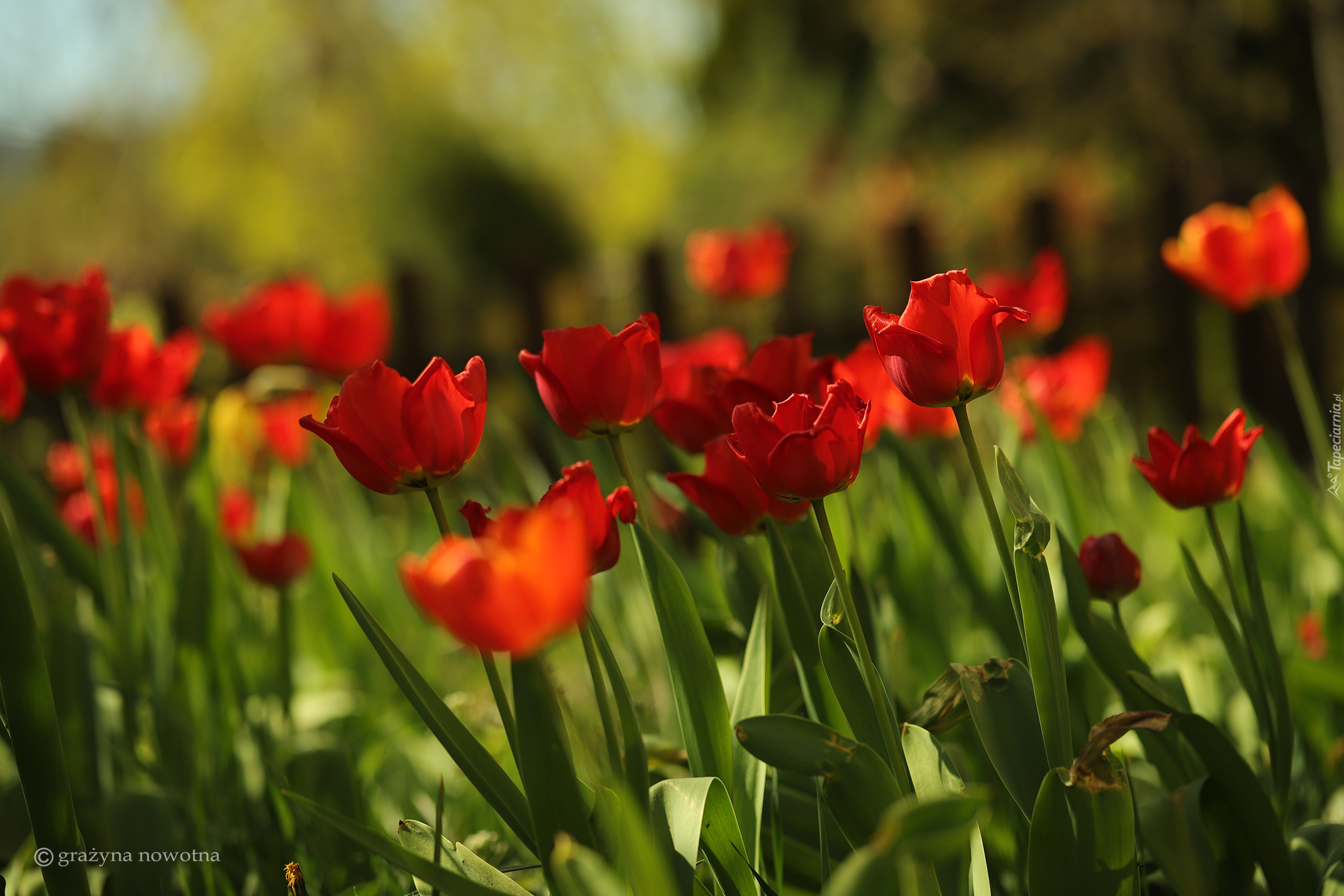 Czerwone, Tulipany, Kwiaty, Rozmyte tło