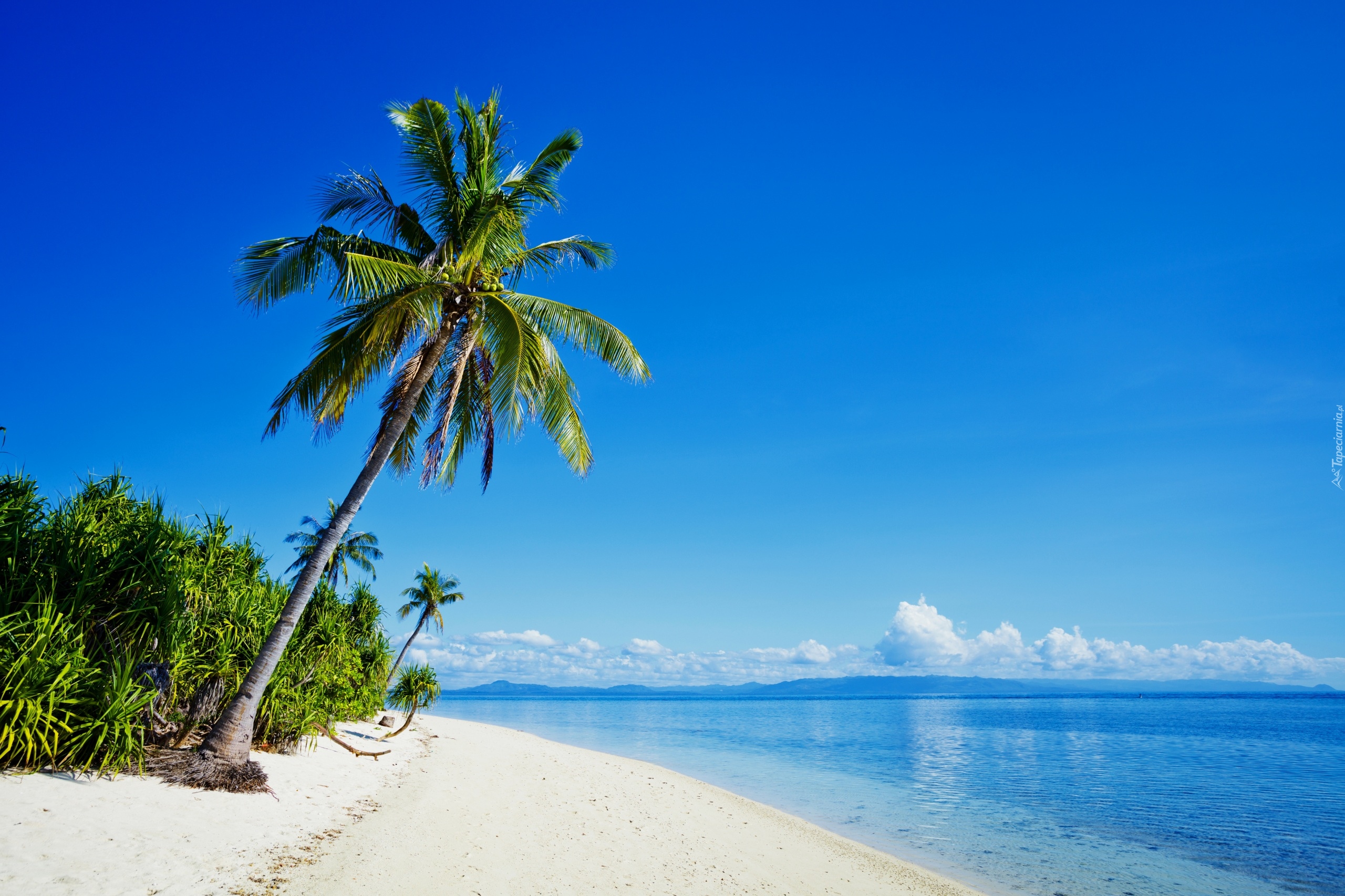 Filipiny, Morze, Plaża, Palmy