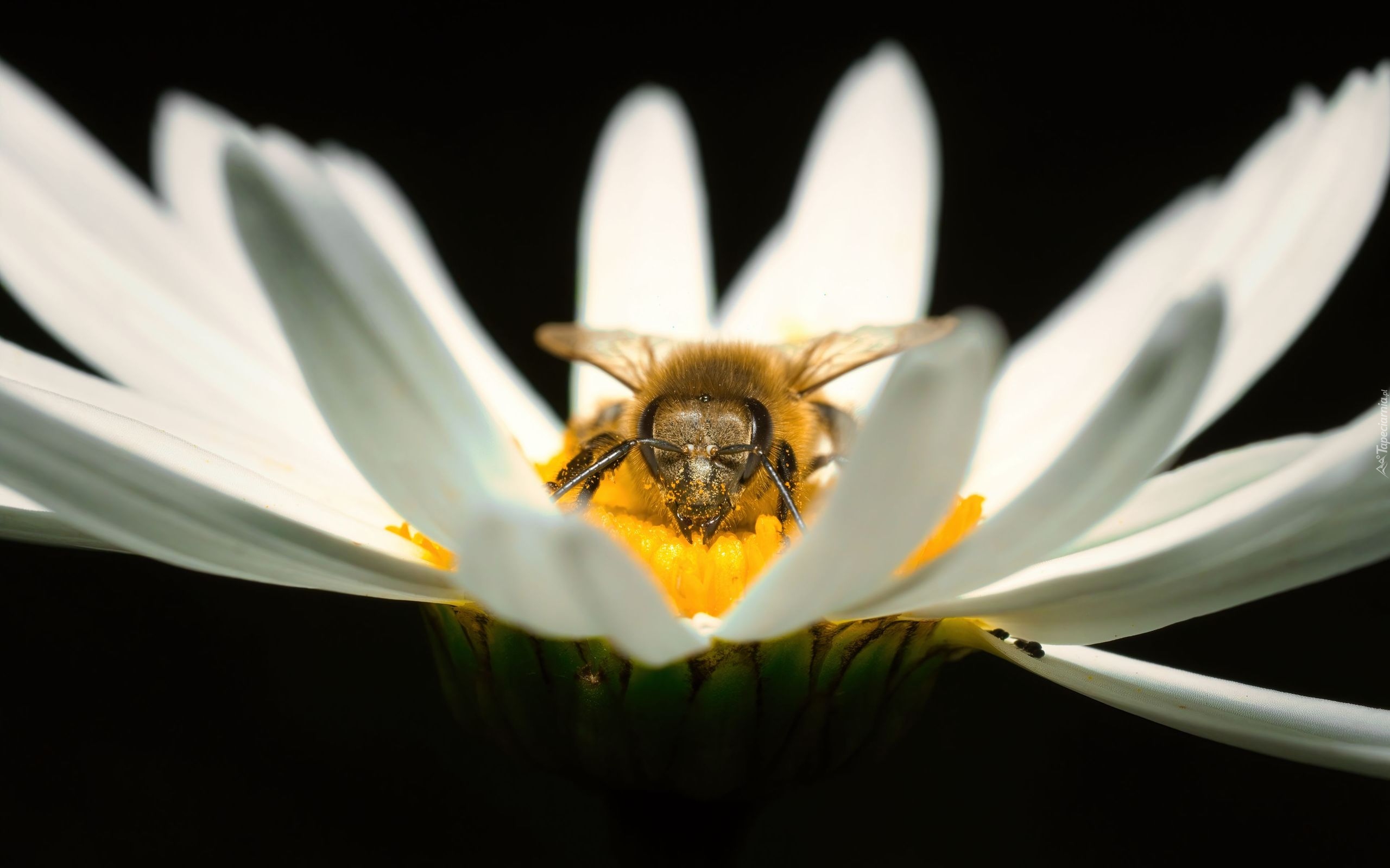 Pszczoła, Kwiat, Makro