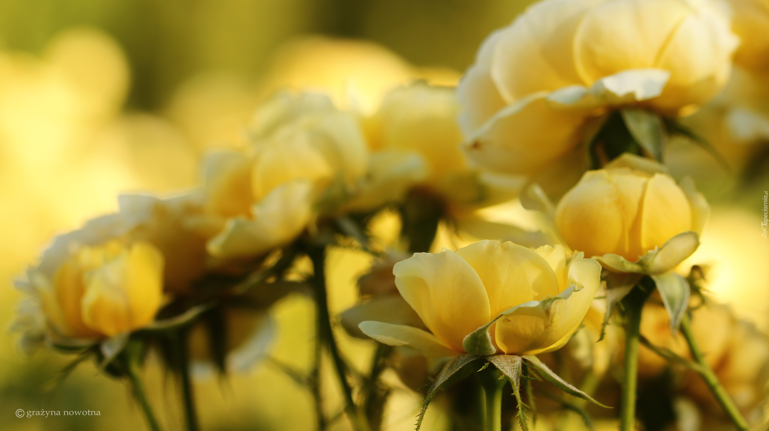 Żółte, Kwiaty, Róże