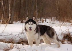 Zima, Śnieg, Las, Pies, Alaskan Malamute
