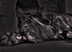 Mastif, Odpoczynek