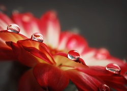Krople, Deszczu, Kwiat, Czerwony