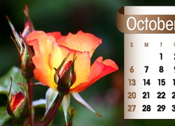 Kalendarz, Róże, Październik, 2013r