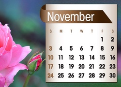 Kalendarz, Róża, Listopad, 2013r
