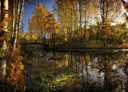 Jesień, Drzewa, Brzozy, Rzeka, Most