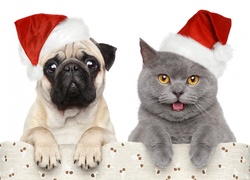 Pies, Kot, Świąteczne, Czapki