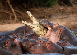 Hipopotamy, Krokodyl