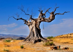 Suche, Drzewo, Baobab, Błękitne, Niebo