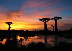 Baobab, Jezioro, Zachód Słońca
