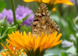 Motyl, Kwiat, Mniszek