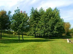 Park, Drzewa, Trawa, Ławka, Sosnowiec