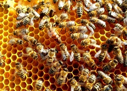 Pszczoły, Plaster, Miodu