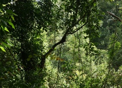 Dżungla