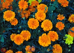 Kwiaty, Aksamitka, Pomarańczowa
