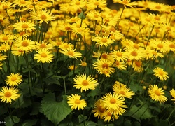 Żółte, Kwiaty, Omieg