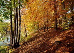 Jesień, Skarpa, Drzewa, Rzeka