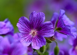 Fioletowe, Kwiaty, Bodziszek wspaniały