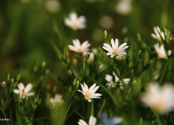 Rogownica, Białe, Kwiaty