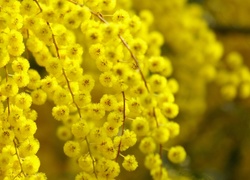 Żółte, Kwiaty, Akacja srebrzysta
