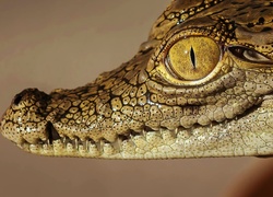 Krokodyl, Głowa, Oko