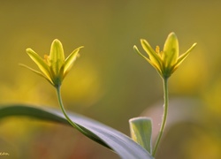 Kwiat, Wiosna, Złoć Żółta