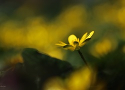 Ziarnopłon Wiosenny, Żółty, Kwiat