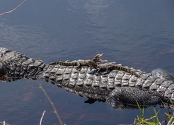 Krokodyle, Woda
