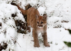 Puma, Śnieg, Zima
