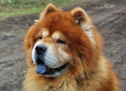 Pies, Chow Chow