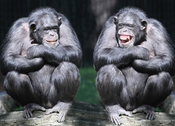 Dwa, Szympansy