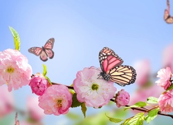 Motyle, Kwitnące, Drzewo