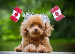 Pies, Pudel, Flagi, Kanada