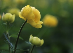 Kaczeniec, Żółty, Kwiat
